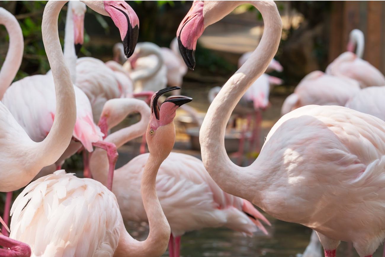 pink flamingo six flags